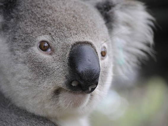 Koala found relaxing in South Australia couple's bedroom