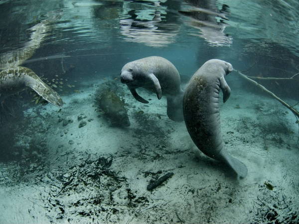 Florida Manatees May Have Settled in the State Only Recently, Study Finds