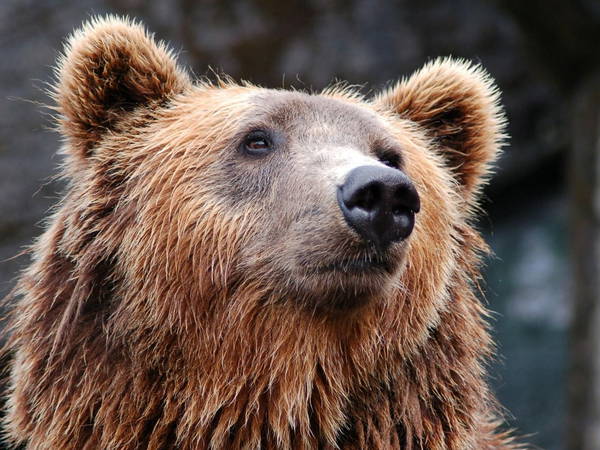 Bears break into Alaska military base, steal soldiers' rations