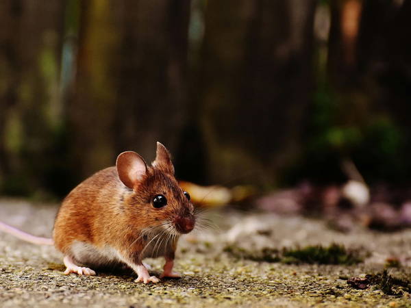 Man Surrenders Nearly 1,000 Rodents To New Hampshire Shelter