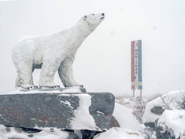 In the polar bear capital of the world, a community lives with the predator next door and loves it