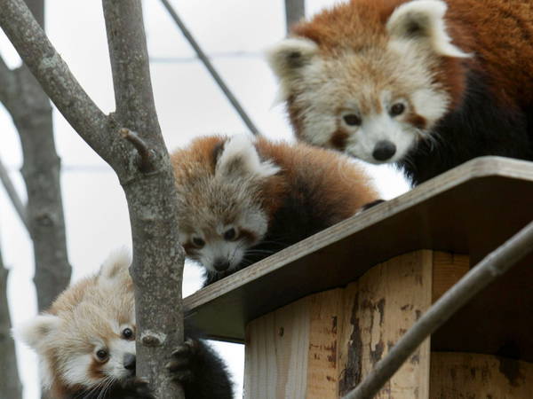 Baby red panda dies in Scotland after choking on vomit as nearby fireworks set off