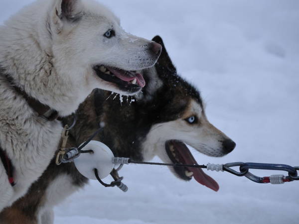 Ottawa to compensate Inuit in Nunavik for mass sled dog slaughter