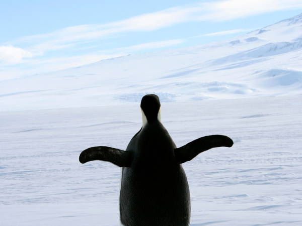 Emperor penguin released at sea 20 days after waddling onto Australian beach