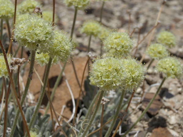 Nevada lithium mine will crush rare plant habitat US said is critical to its survival, lawsuit says