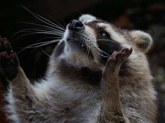 Raccoon drops from ceiling at LaGuardia Airport and goes on the run