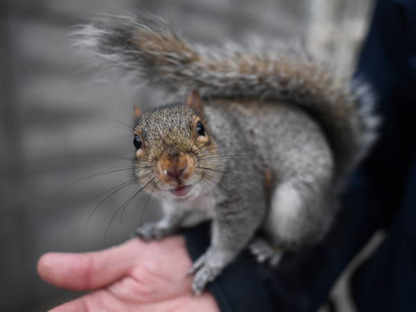 Social media star Peanut the Squirrel has been euthanized by authorities after being seized from NY home