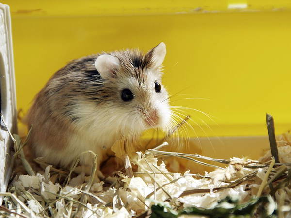 Plane grounded for four days when 132 hamsters escape on board