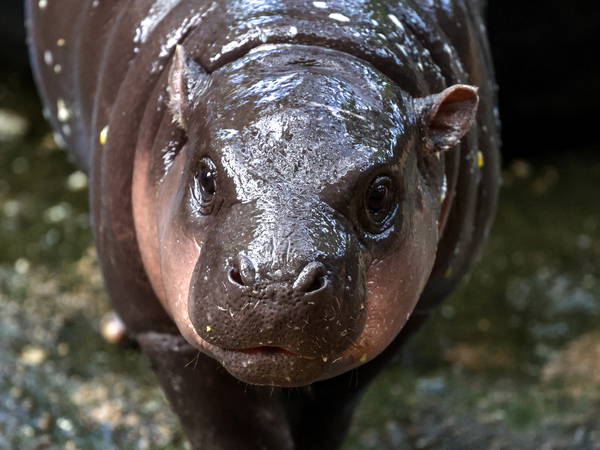 Thailand’s viral baby hippo Moo Deng predicts Donald Trump will win 2024 US presidential election