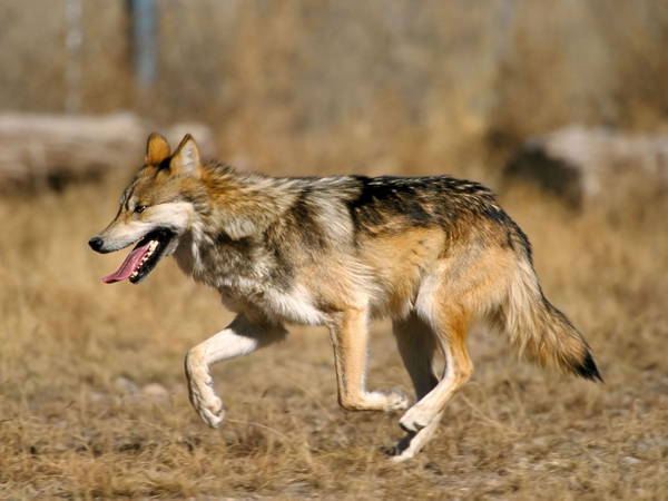 Environmentalists concerned after protected Mexican wolf dies in Arizona