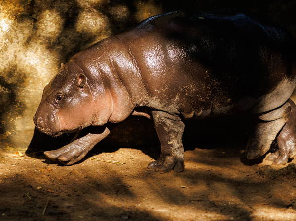 Thailand's baby pygmy hippo Moo Deng has an official song released in 4 languages