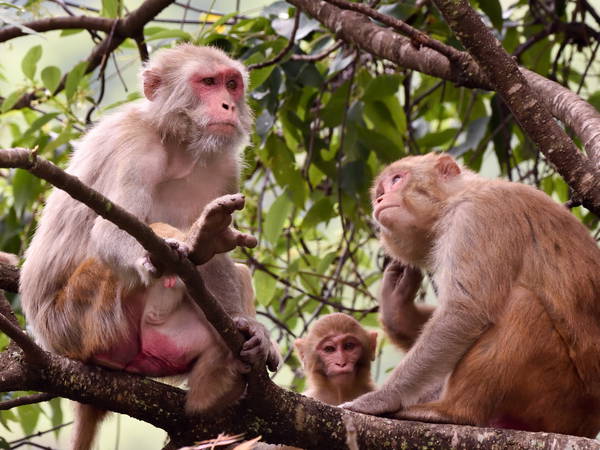 24 more monkeys that escaped from a South Carolina lab are recovered unharmed