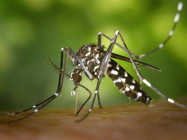 Researchers blame climate change for one fifth of dengue cases