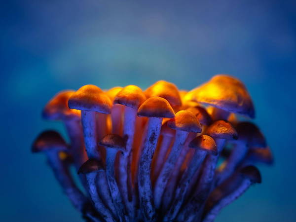 A growing number of Oregon cities vote to ban psychedelic mushroom compound psilocybin