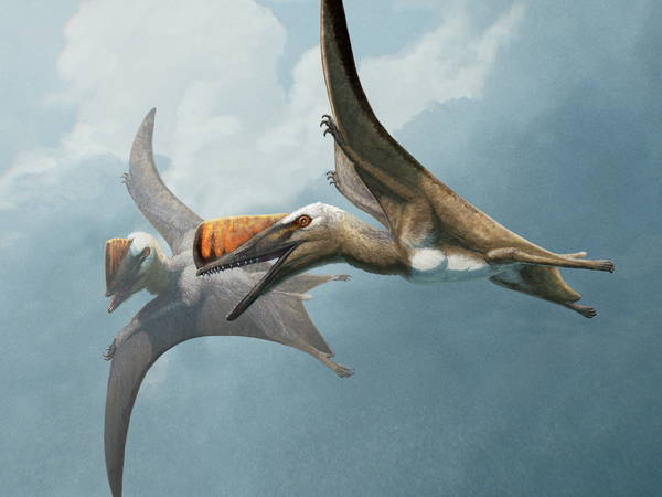 New Fossil Discovery Illuminates Pterosaur Evolutionary Path