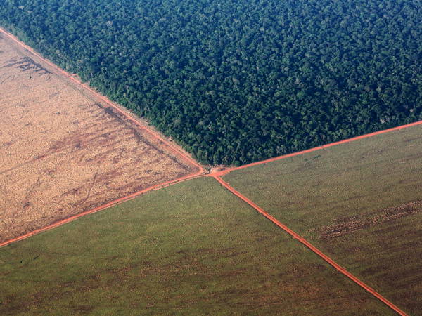 Deforestation in Brazil's Amazon rainforest falls to lowest since 2015