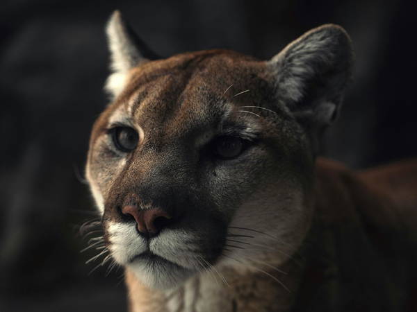 California mountain lions are adapting to human schedules: Study