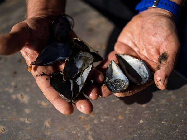 Greece’s mussel harvest wiped out by warming seas