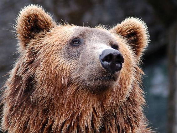 Four arrested on suspicion of insurance fraud after 'person in bear costume' damages cars