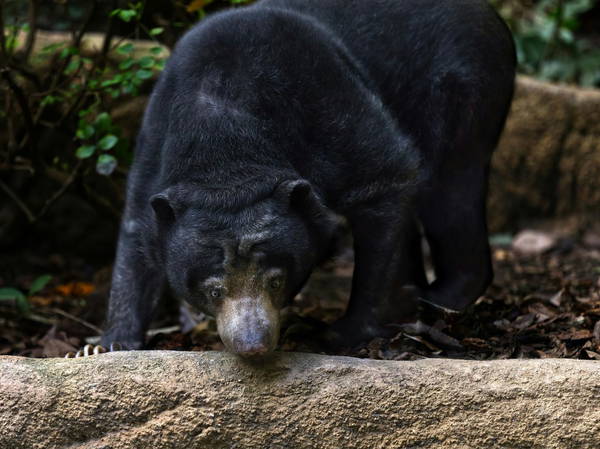 Bear killed after attacking man walking on Metro Vancouver trail with dog