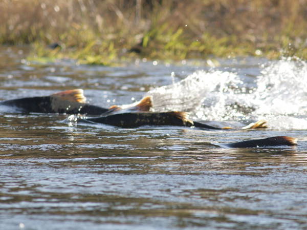 An environmental group files intent to sue a salmon farmer for pollution off Maine’s coast