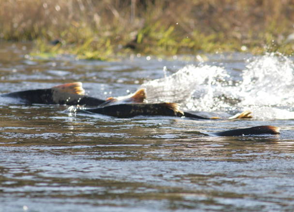 An environmental group files intent to sue a salmon farmer for pollution off Maine’s coast