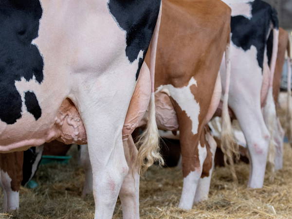 CDC Reveals Undetected Bird Flu Infections Among US Dairy Workers