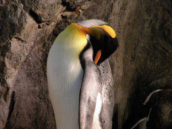 Emperor penguin turns up on Australian beach, thousands of miles from home