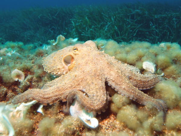 Octopus battles B.C.’s bomb cyclone in ocean floor video