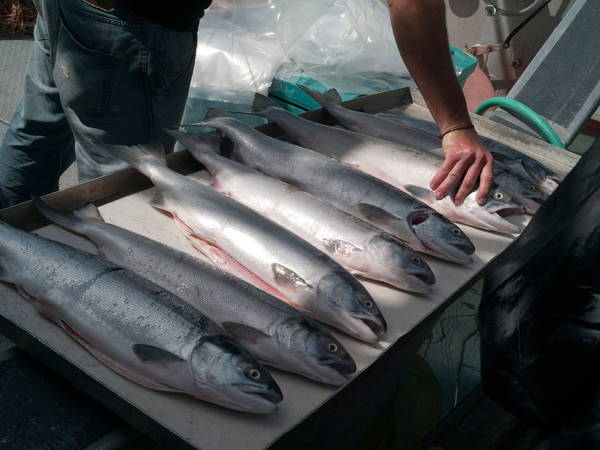 Report finds that America is catching and eating a little less fish