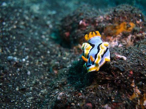 Newly Discovered Deep-Sea Nudibranch Sheds Light on Ocean's Midnight Zone