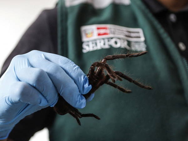 'Spider smuggler' arrested with hundreds of tarantulas taped to body as he tries to fly out of Peru