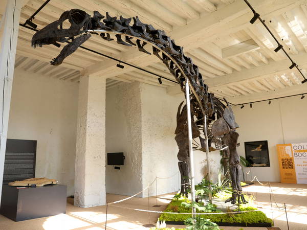 Apatosaurus Skeleton Auctioned for Six Million Euros in France