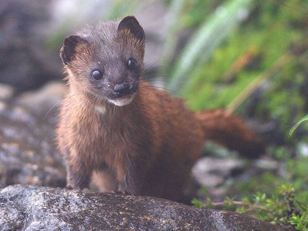 Stolen shoe mystery solved at Japanese kindergarten when security camera catches weasel in the act