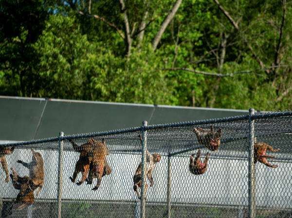 Police hunt 43 monkeys that escaped from a South Carolina research facility