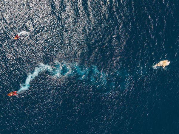 Global Study Reveals Over 90% of Whale Habitats Overlap with Shipping Routes