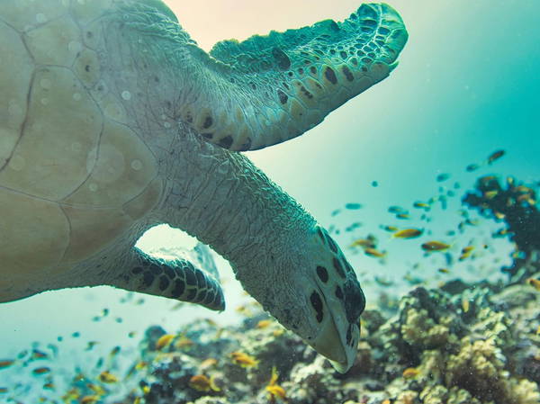 A wayward sea turtle wound up in the Netherlands. A rescue brought it thousands of miles back home