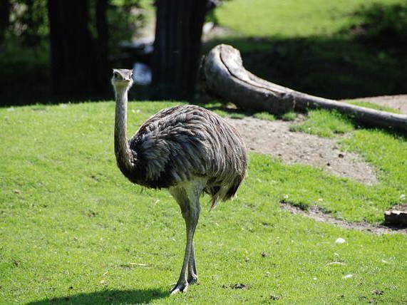 Stop chasing on-the-run emu in your 4x4s, say Lincolnshire police