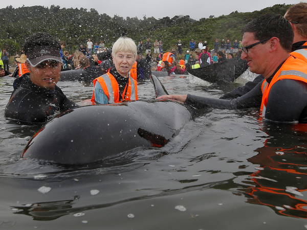 Over 30 Pilot Whales Rescued After Mass Stranding on New Zealand Beach