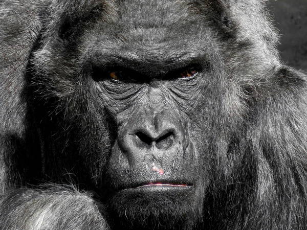 Calgary gorilla died after being hit by a door: officials