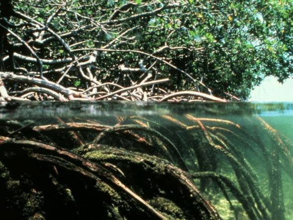 Papuan women's mangrove forest in Indonesia is increasingly threatened by development and pollution