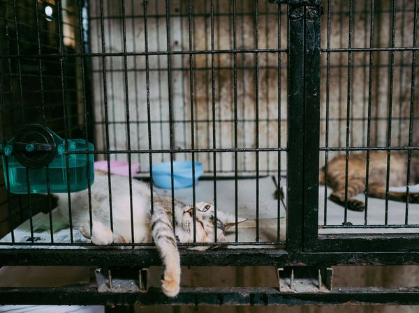 New York State Bans Retail Pet Sales to Combat Puppy Mills