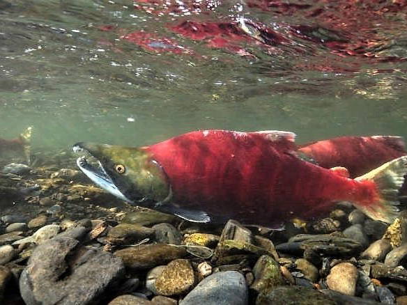 Urban salmon return to Metro Vancouver streams to spawn and inspire recovery efforts