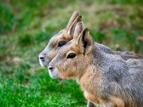 A desert oasis outside of Dubai draws a new caravan: A family of rodents from Argentina