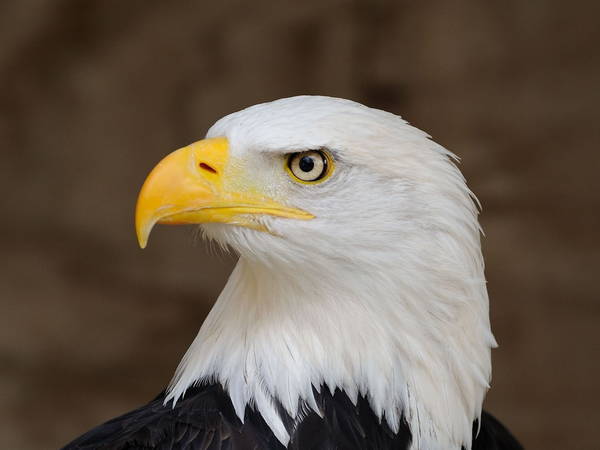 Federal wildlife officials review the removal of a bald eagle nest in Alabama