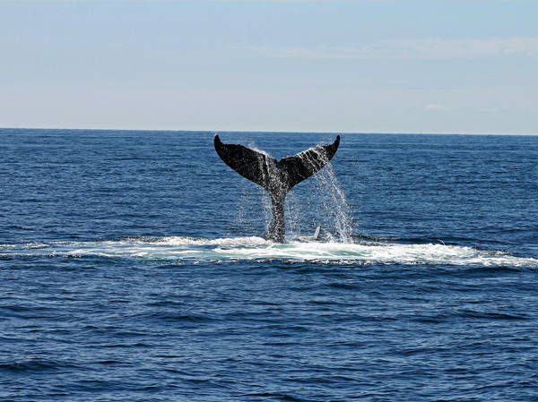 Ship strikes kill thousands of whales. A study of hot spots could map out solutions