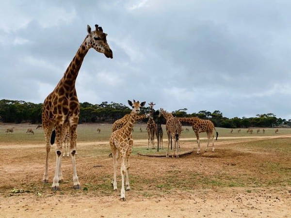 US Proposes Endangered Status for Giraffes Amid Population Decline