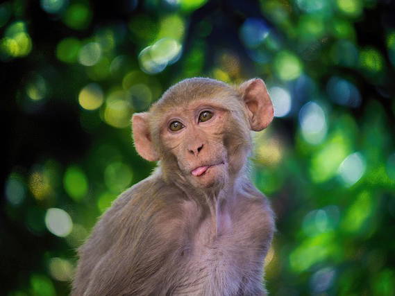 South Carolina lab recaptures 5 more escaped monkeys but 13 are still loose