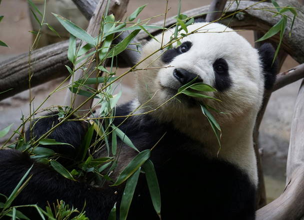 China used US money for panda conversation to fund other projects: NY Times