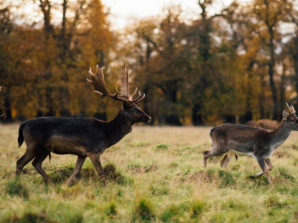 Too many wild deer are roaming England’s forests. Can promoting venison to consumers help?